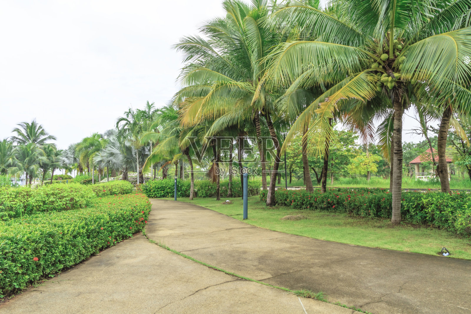 公园。照片摄影图片