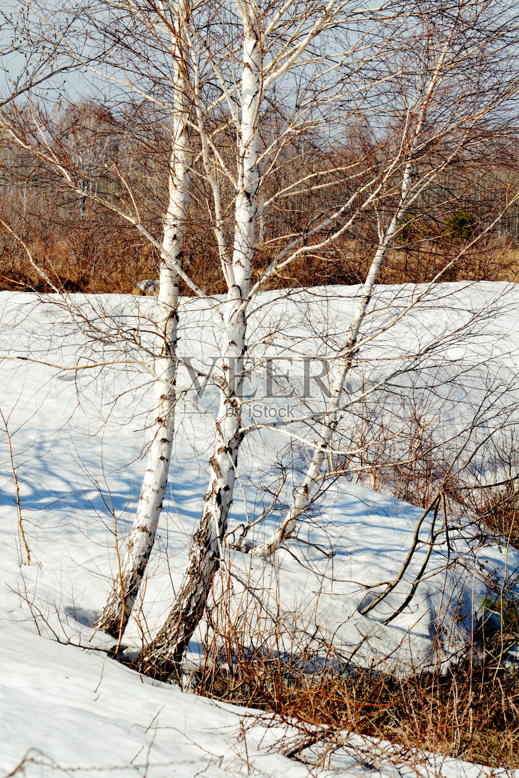 春天在陡峭的边缘照片摄影图片