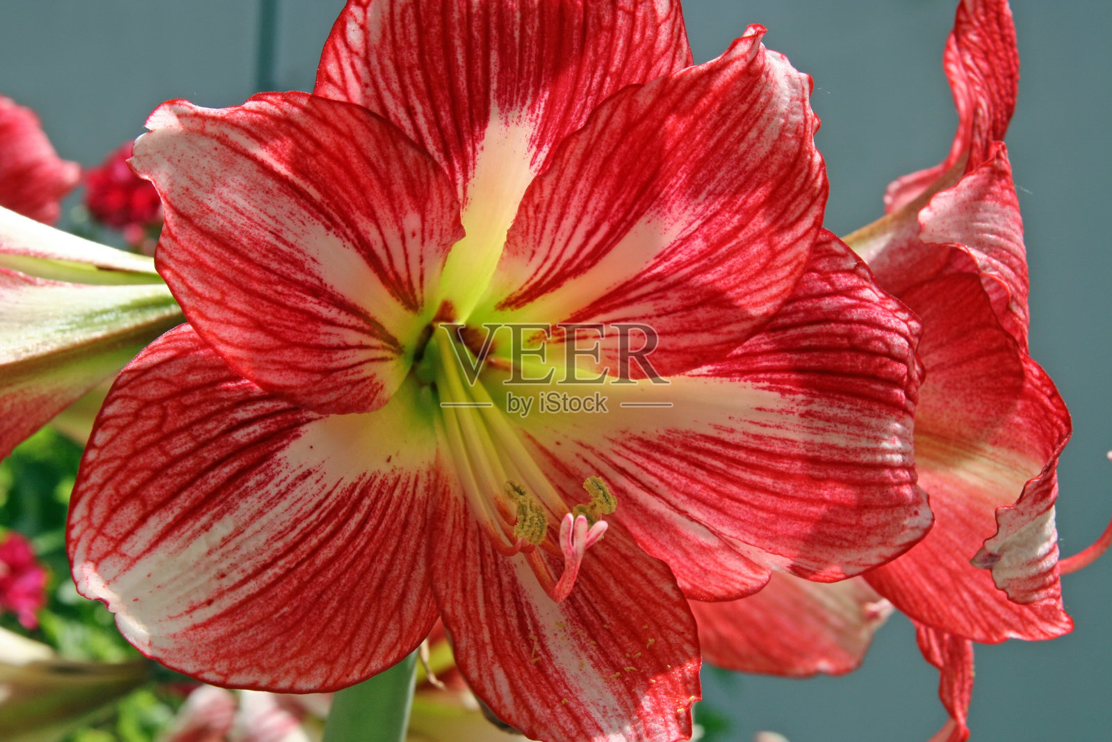 花照片摄影图片