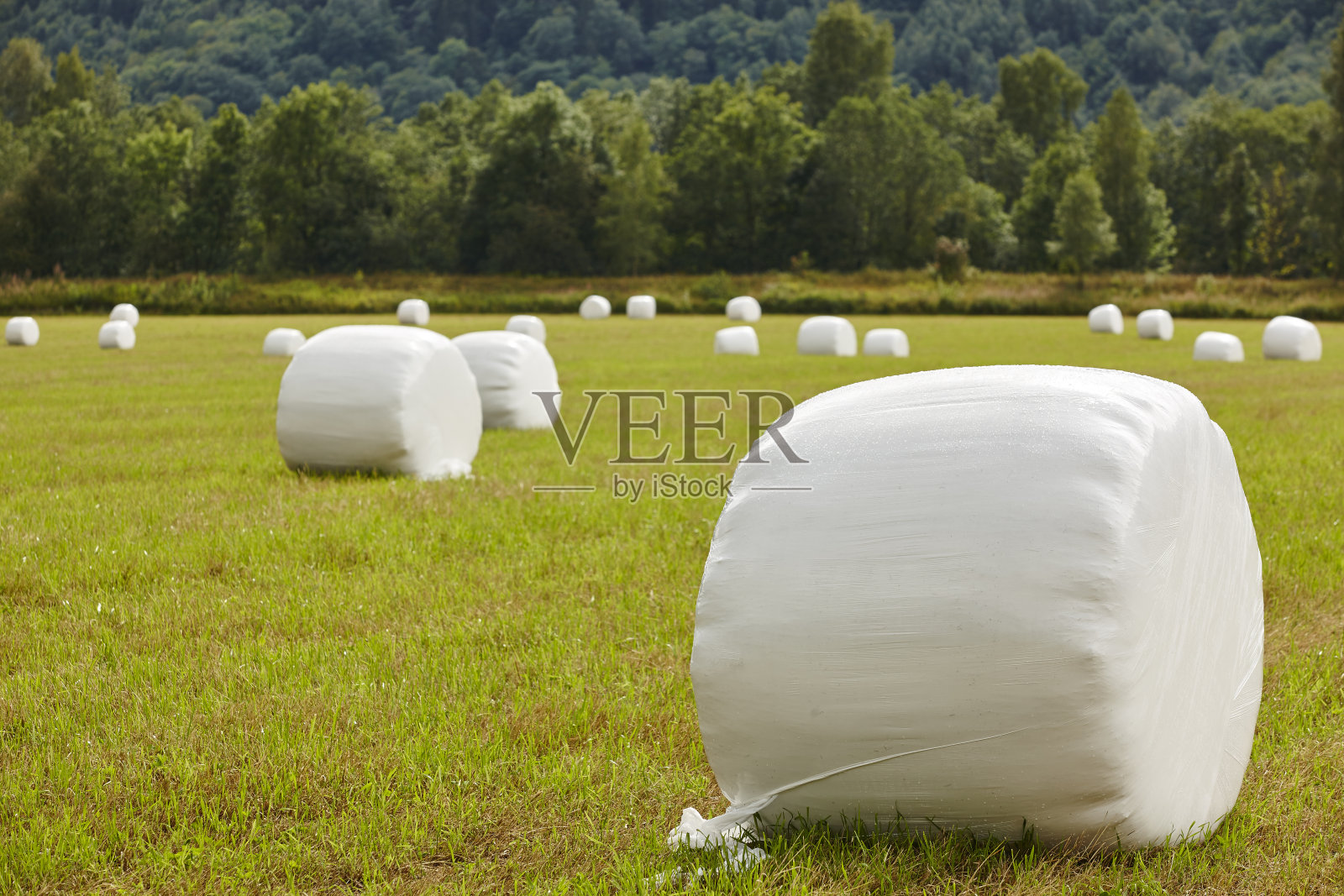 乡下长满了新鲜的草。挪威的风景。农业的背景。照片摄影图片