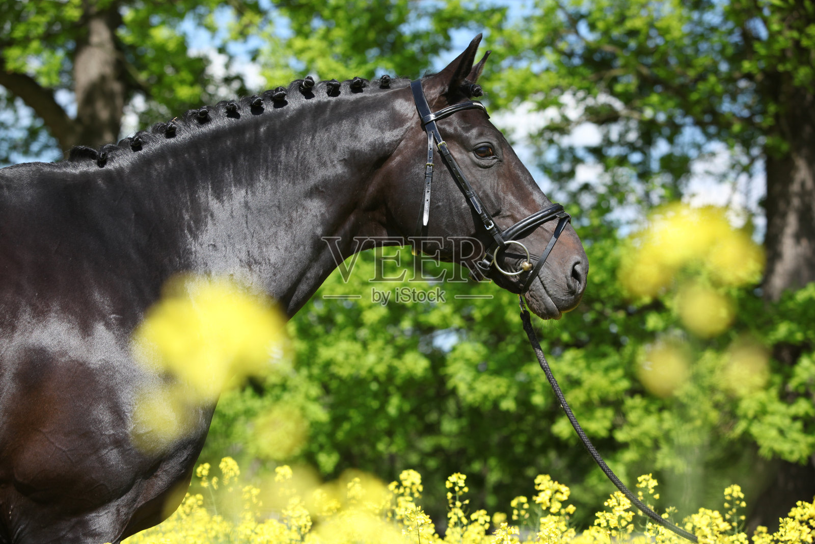 令人惊奇的黑色荷兰温血与黄色的花照片摄影图片