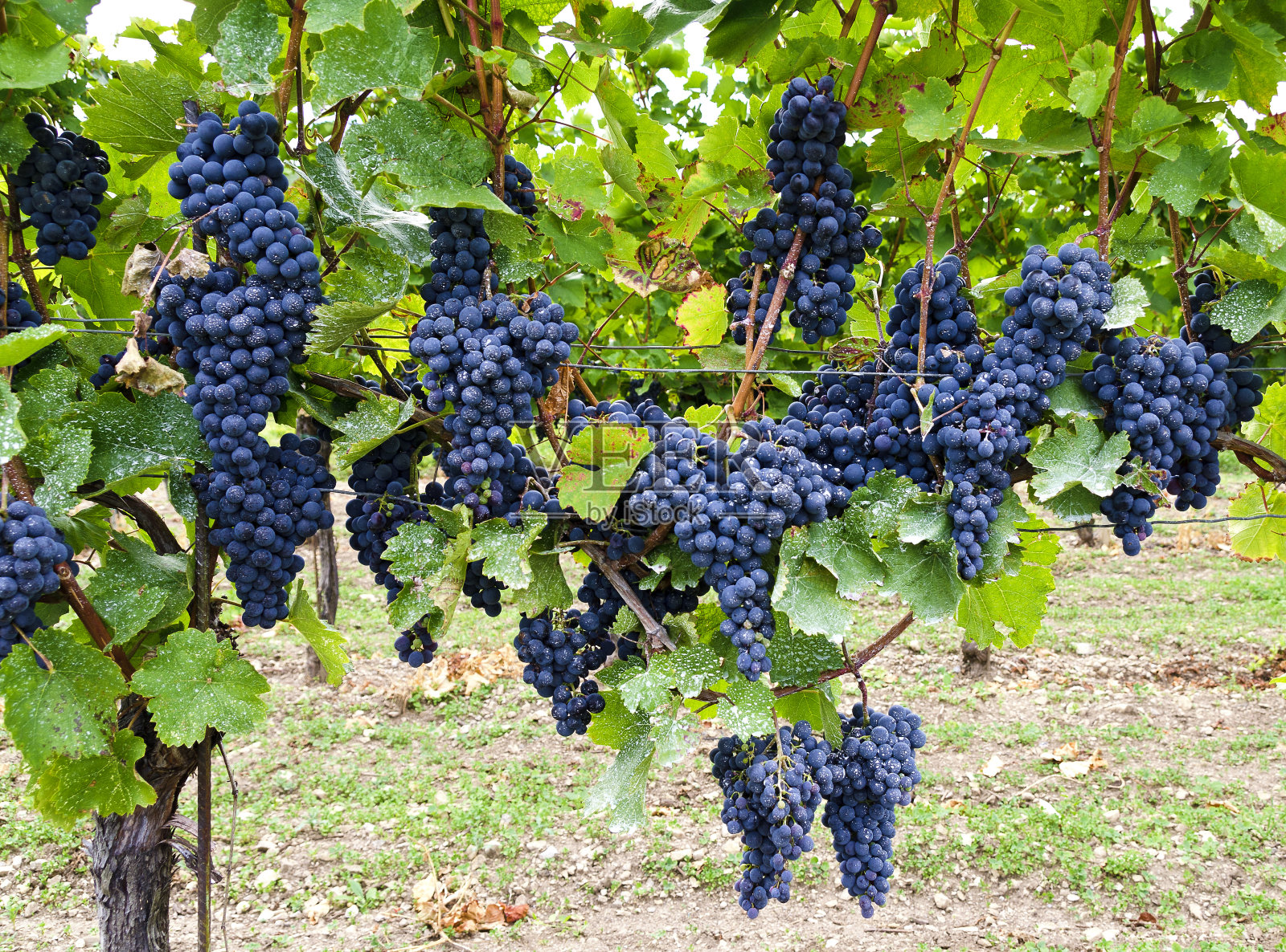 布劳伯格葡萄品种的葡萄高汤照片摄影图片