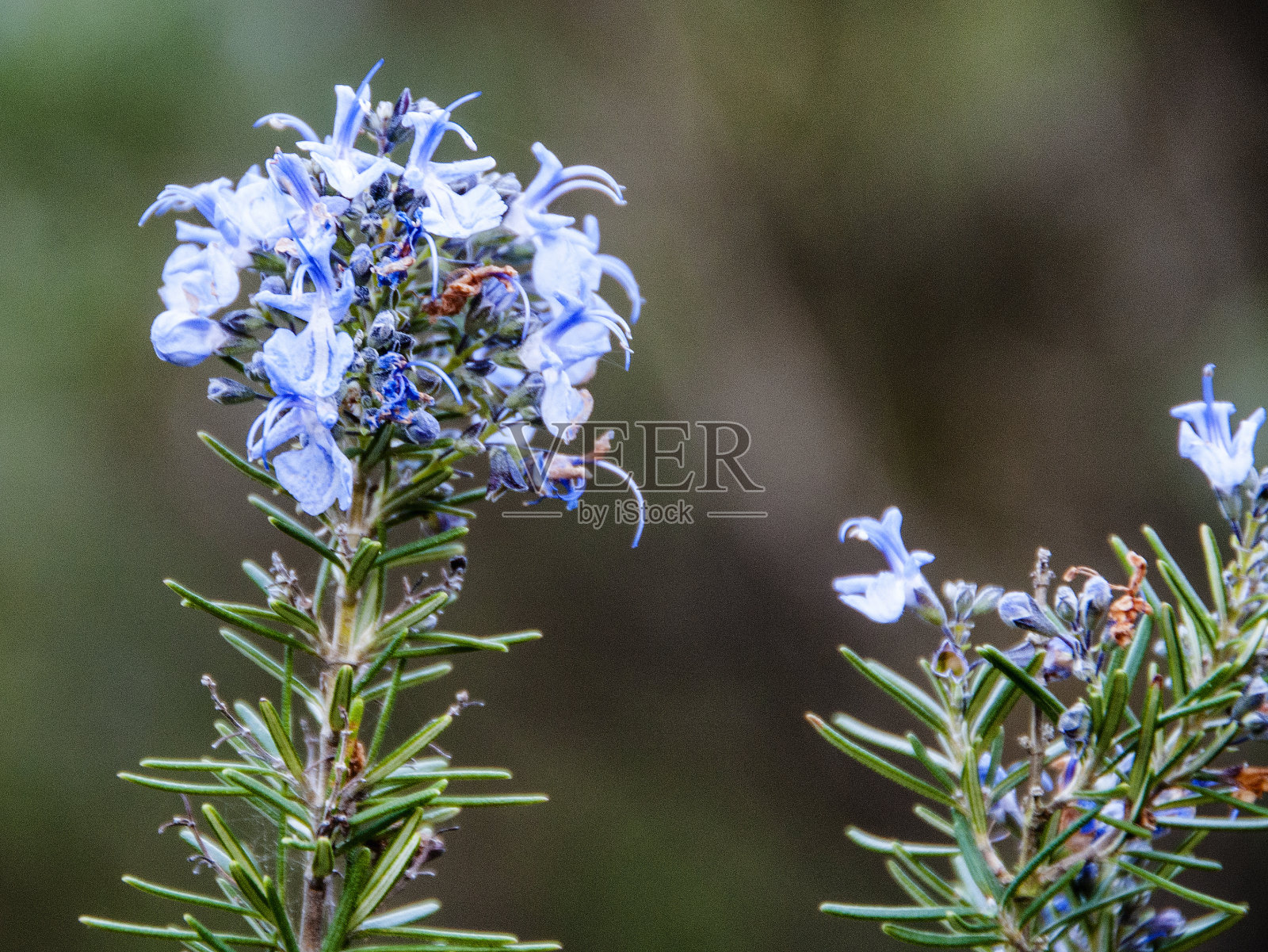 迷迭香盛开照片摄影图片