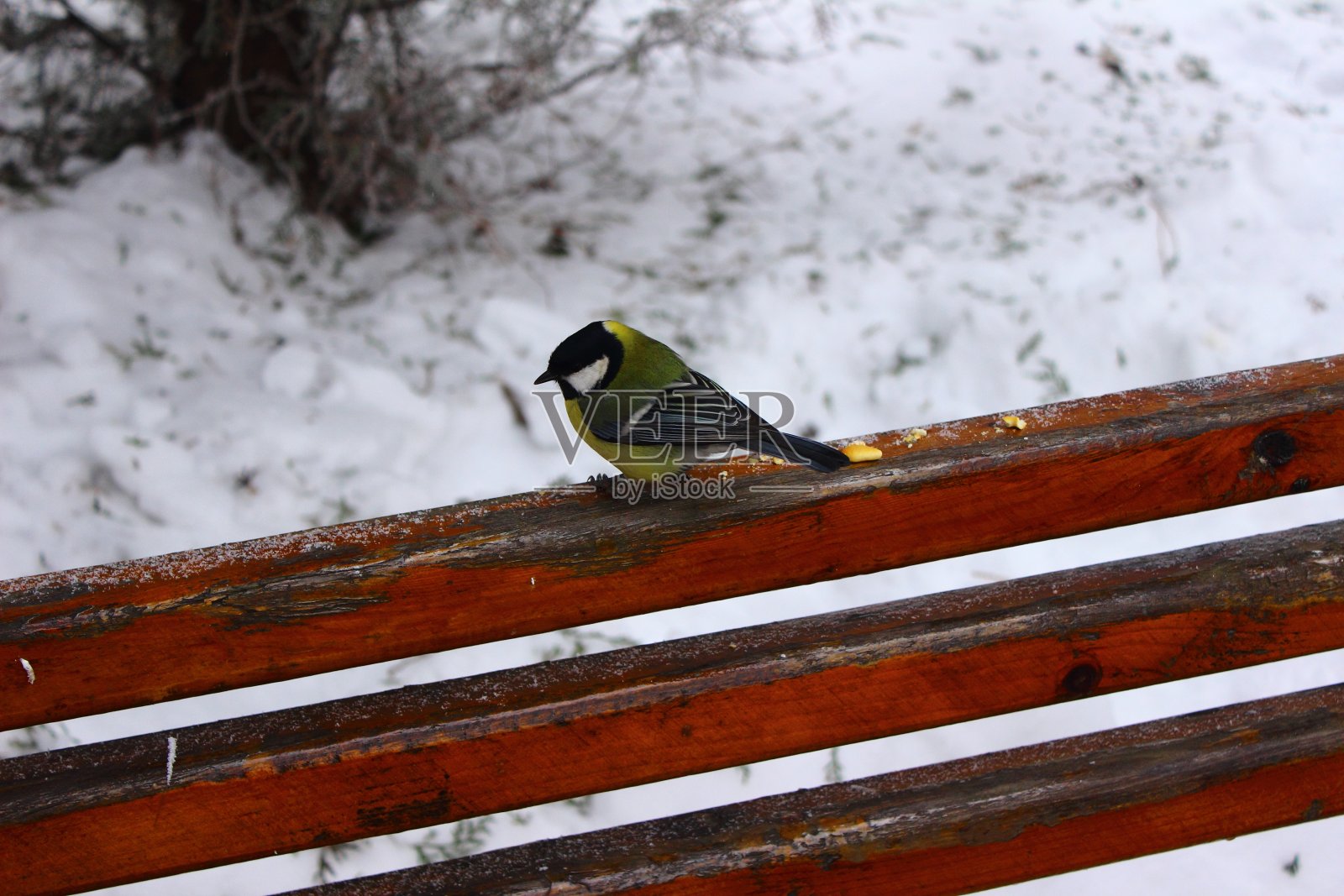 晚餐山雀照片摄影图片