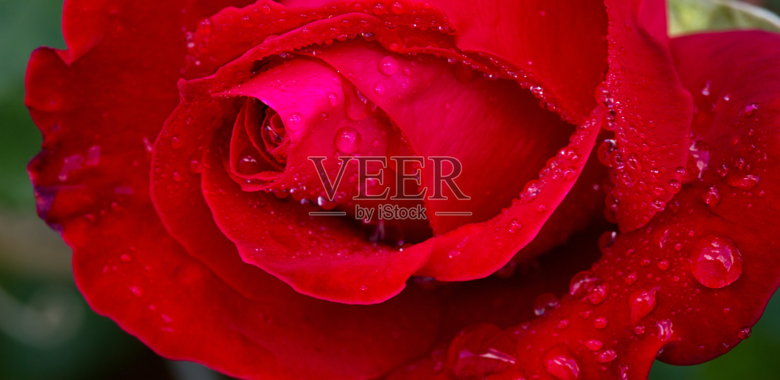 美丽的红玫瑰特写。照片摄影图片