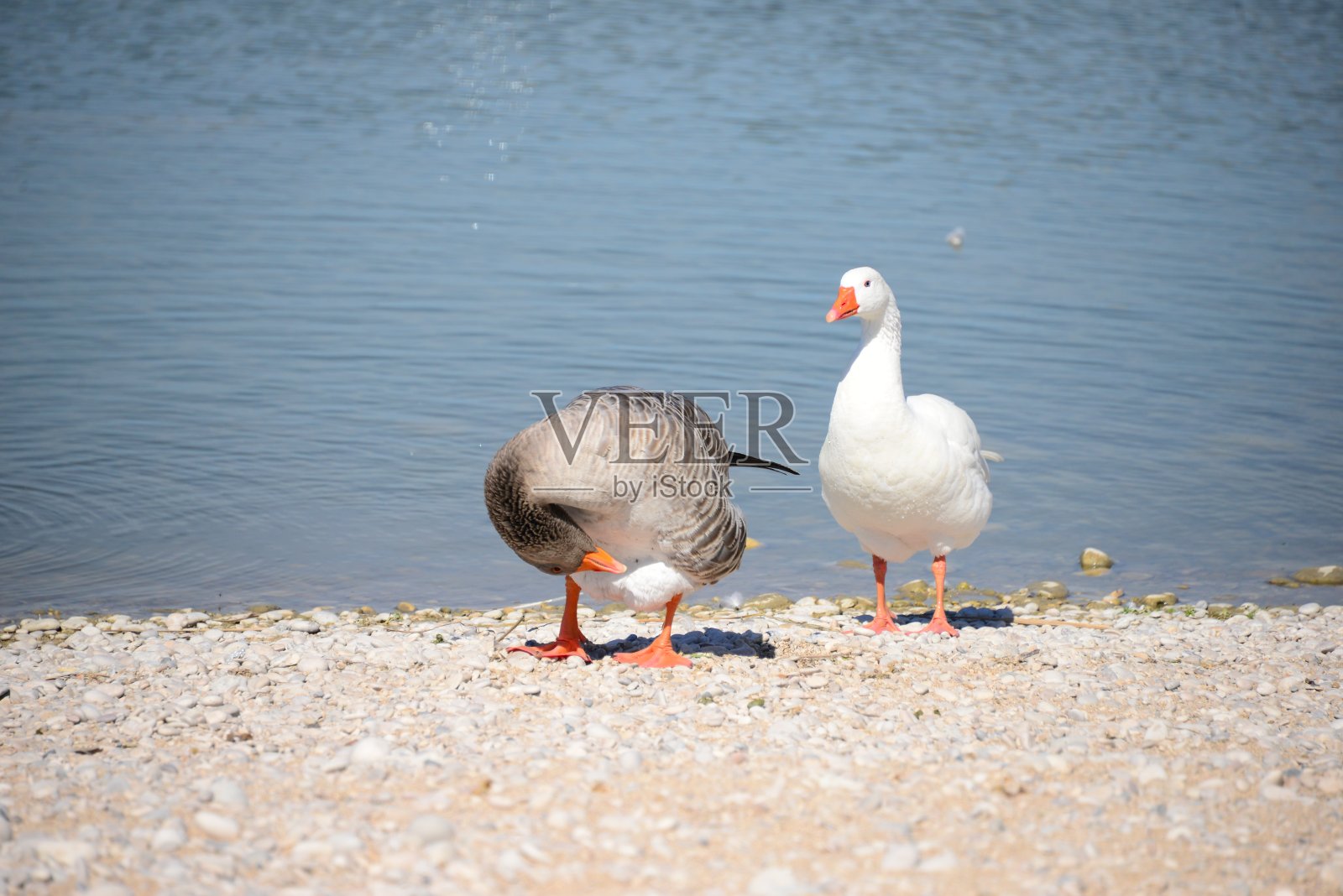 鹅，生活在地中海的西班牙照片摄影图片