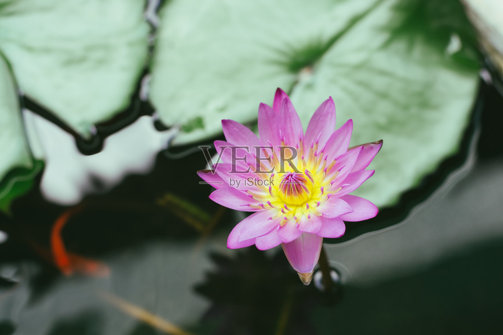 美丽的粉红色睡莲或荷花照片摄影图片