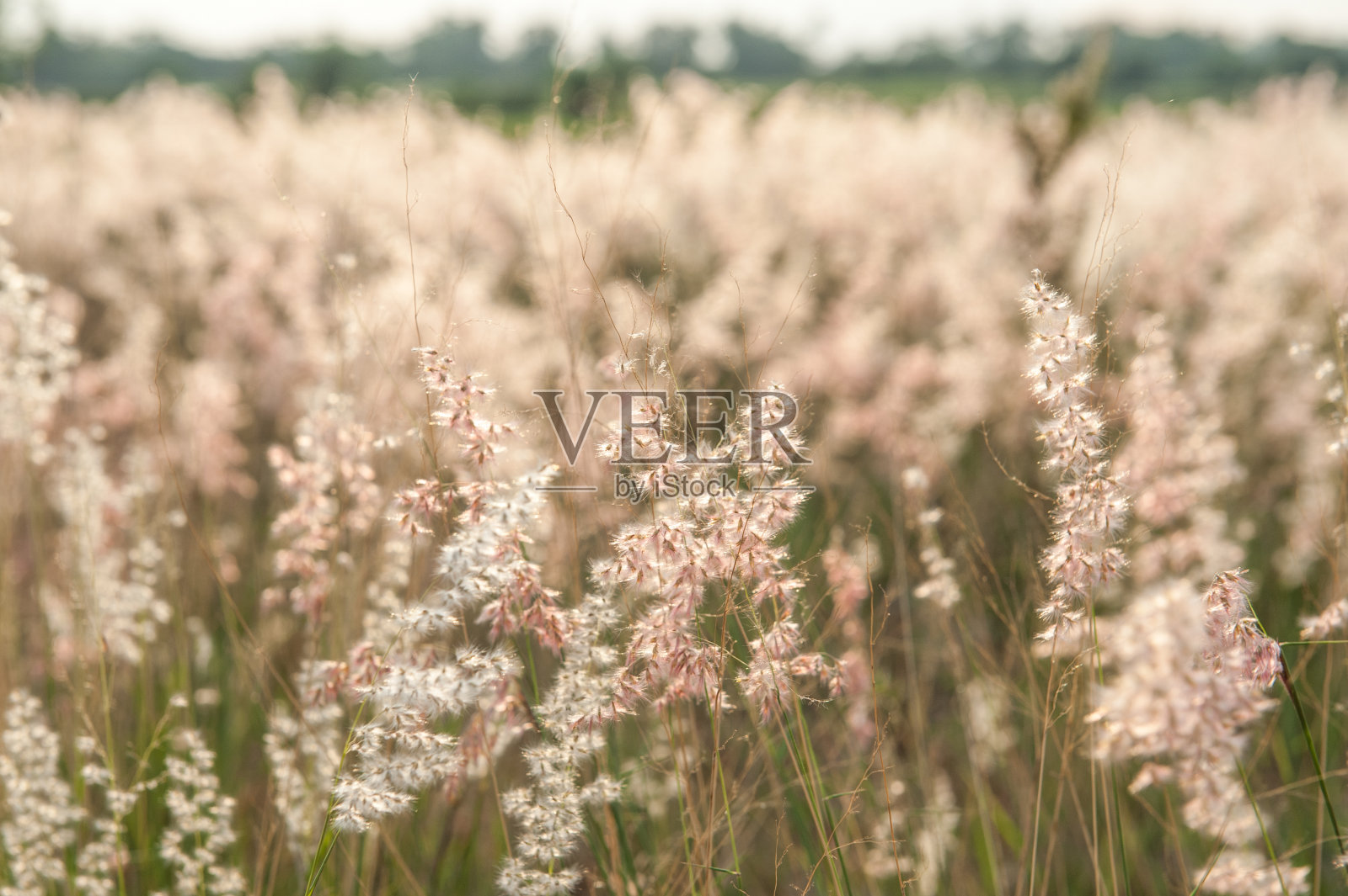 草照片摄影图片