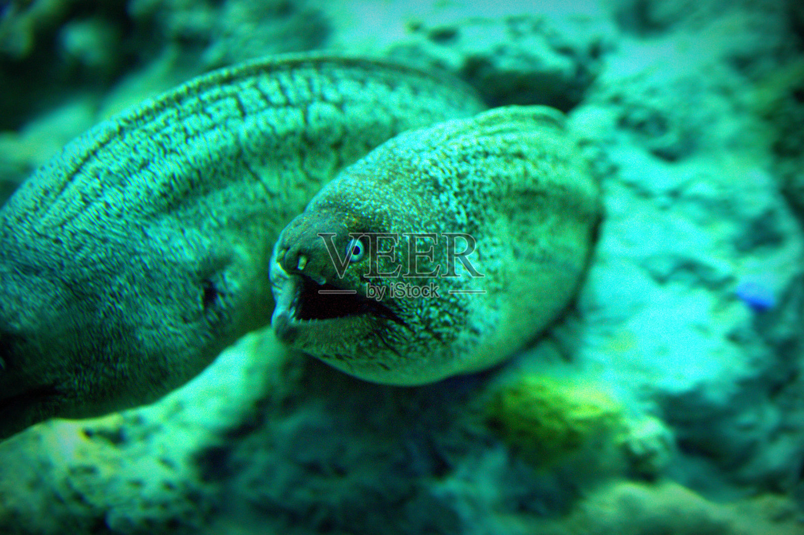 马里照片摄影图片