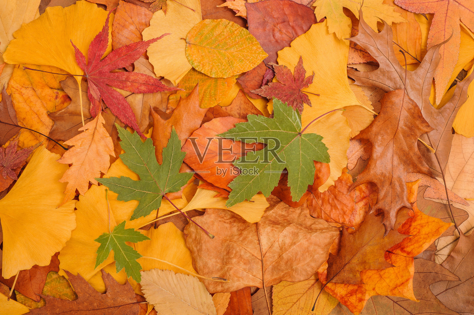 干叶子背景照片摄影图片