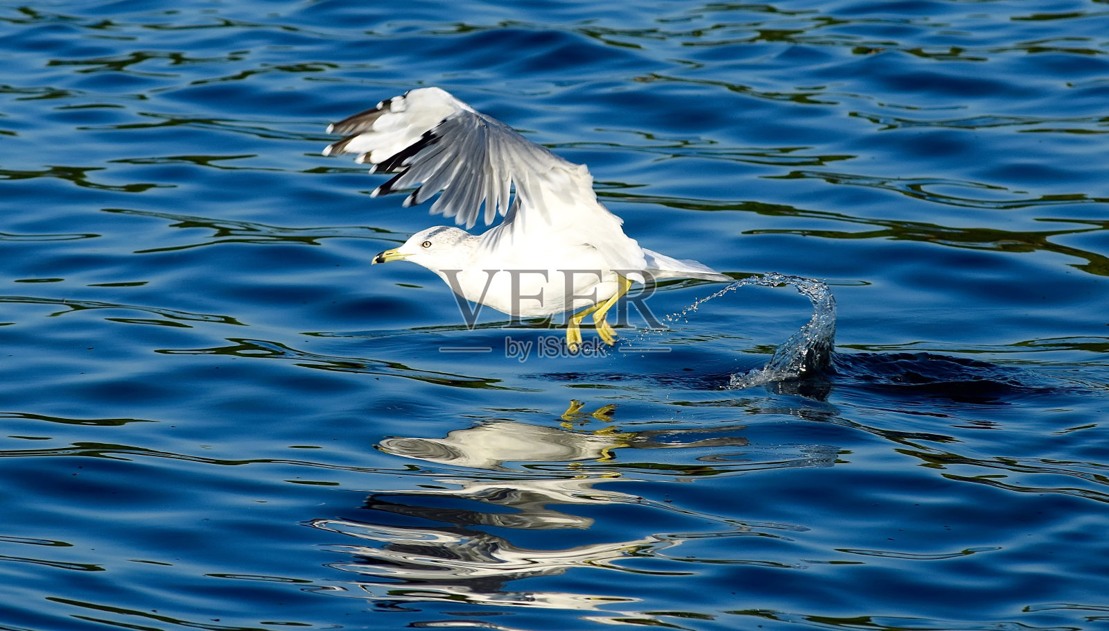 海鸥的起飞照片摄影图片