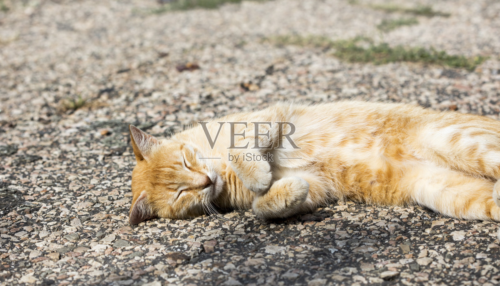 猫照片摄影图片