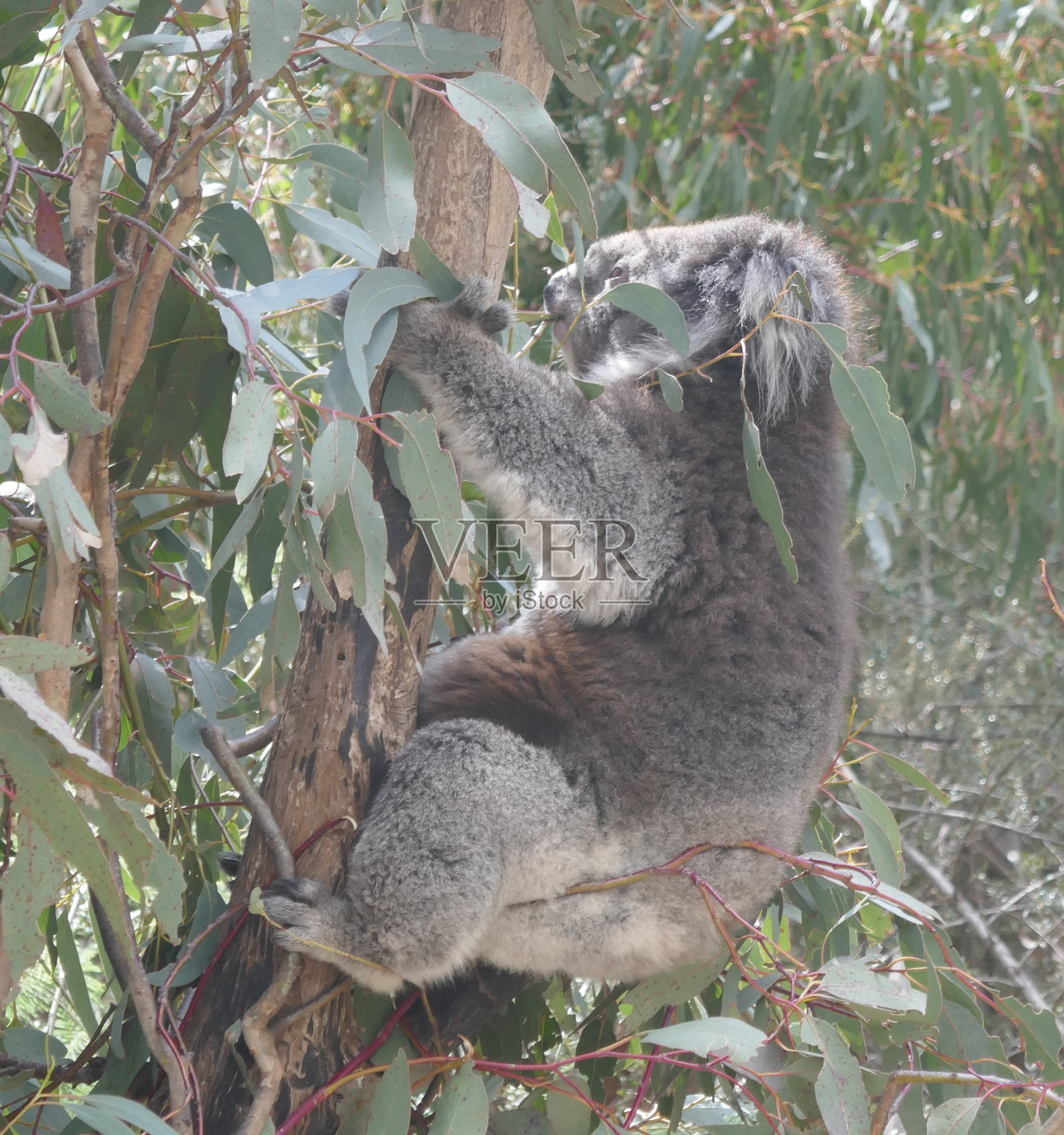 考拉照片摄影图片