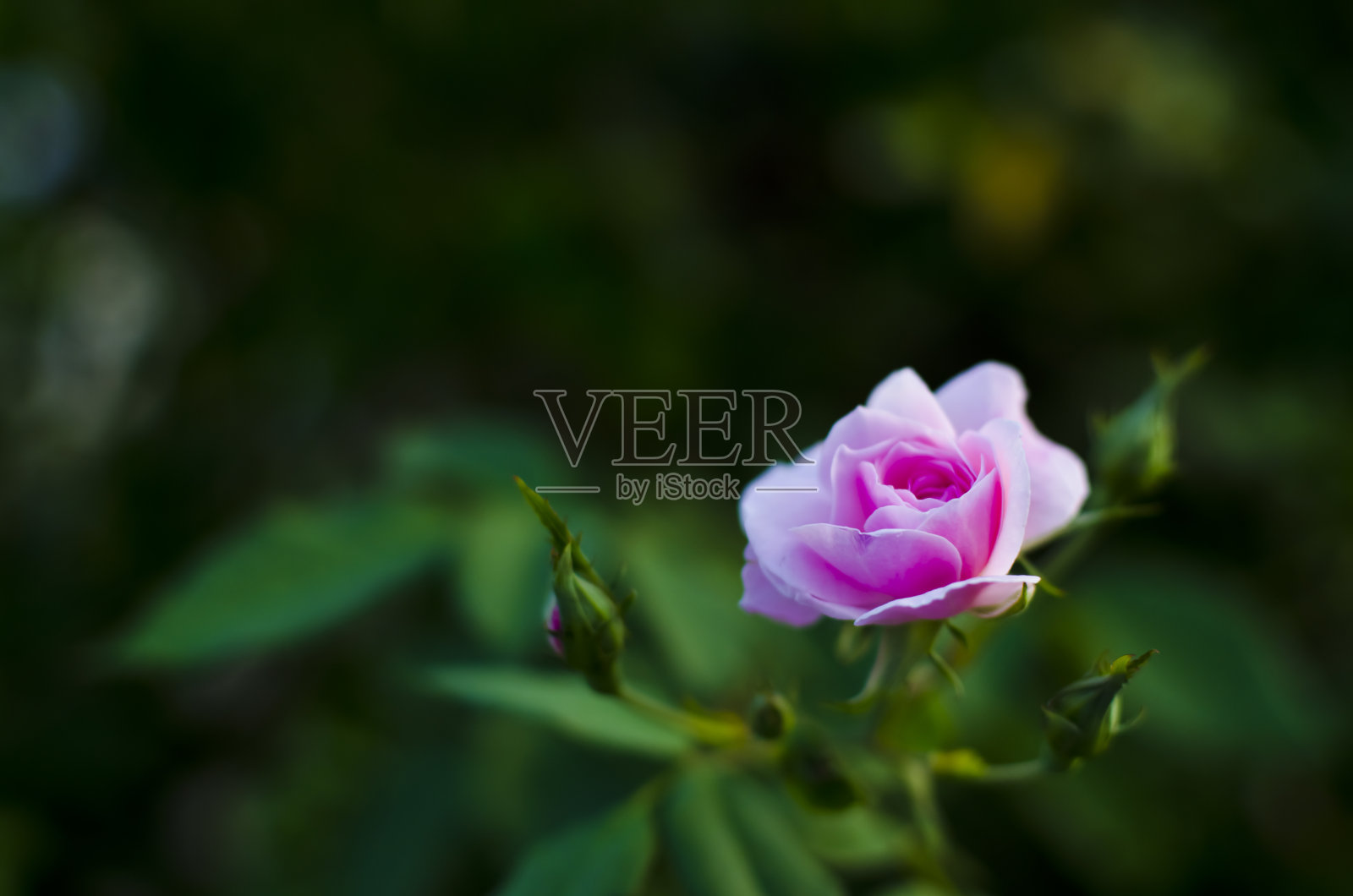 粉色玫瑰照片摄影图片