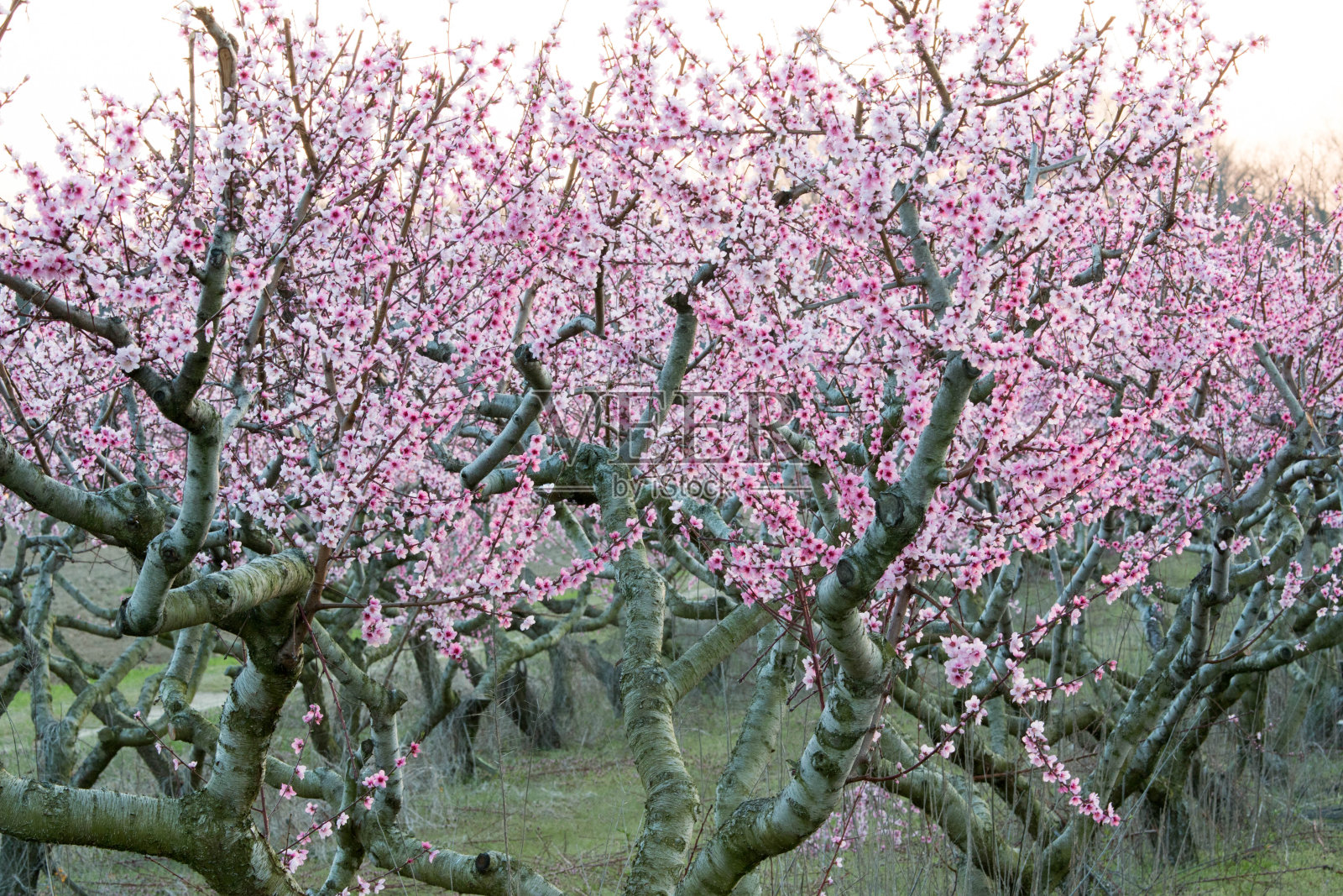 夕阳下的桃树照片摄影图片