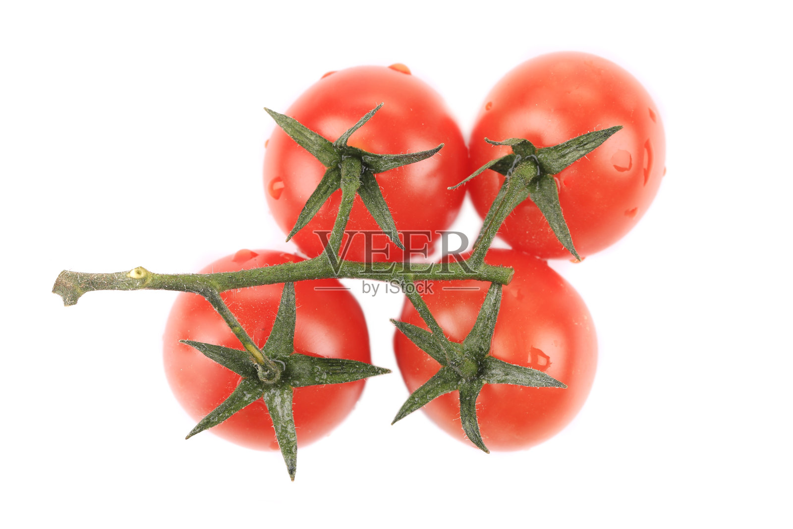 枝上的圣女果。照片摄影图片