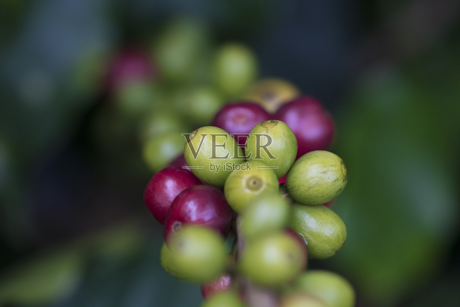 咖啡树上的咖啡豆，成熟的果实照片摄影图片