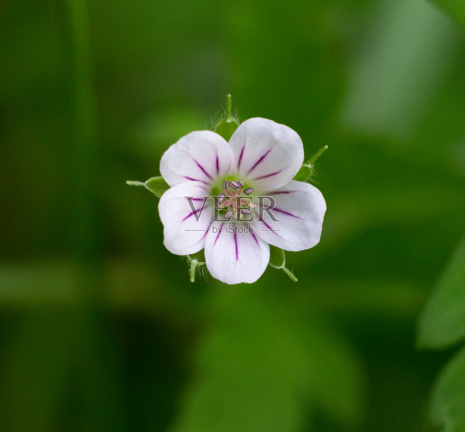 春天的野花照片摄影图片