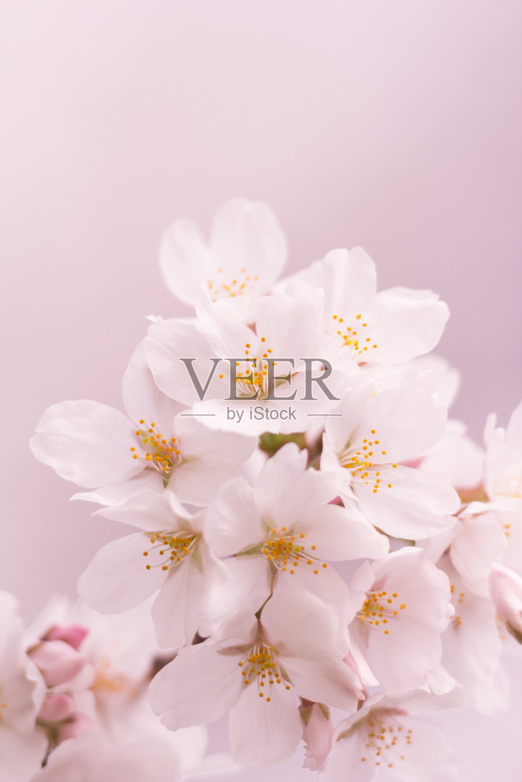 樱花照片摄影图片