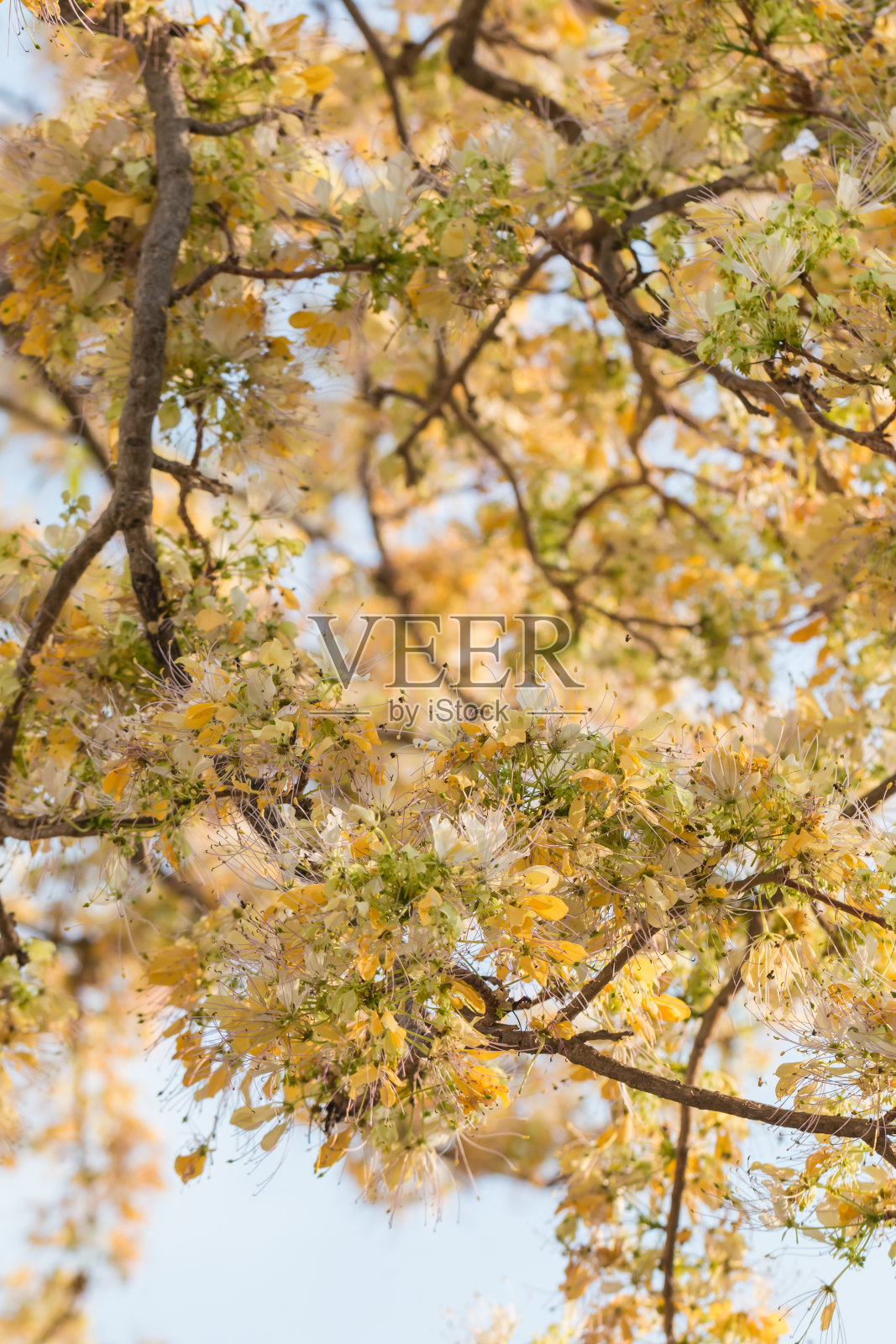 白花和黄花。照片摄影图片