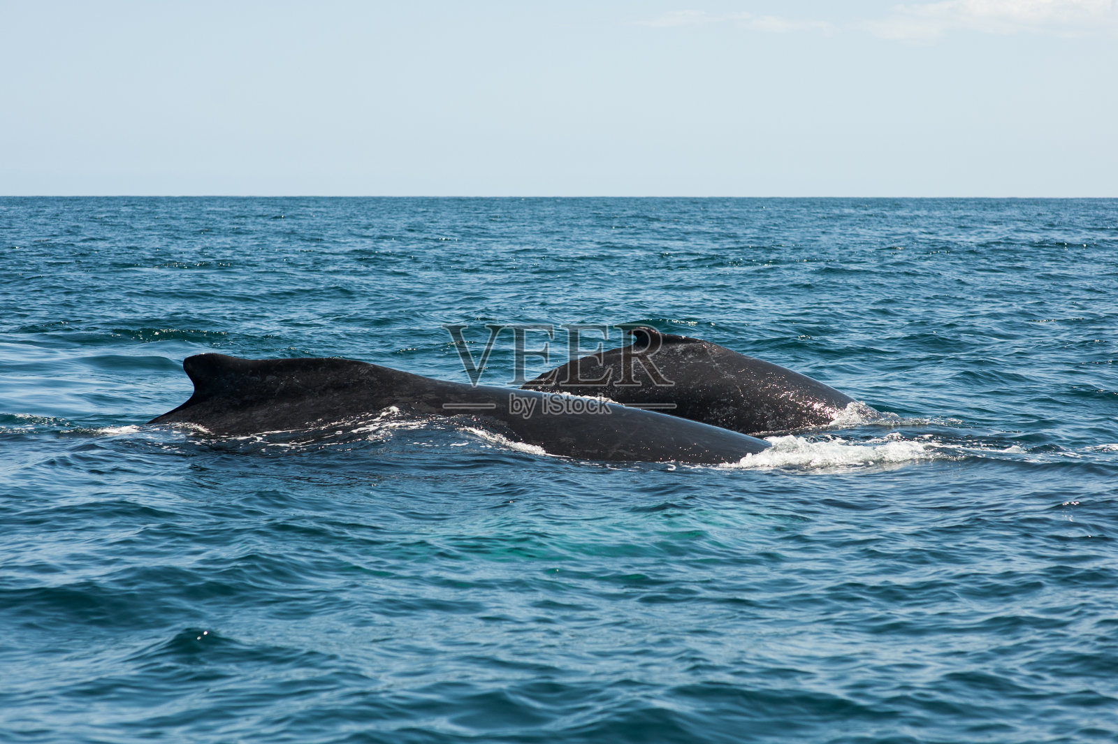 两个鲸鱼照片摄影图片