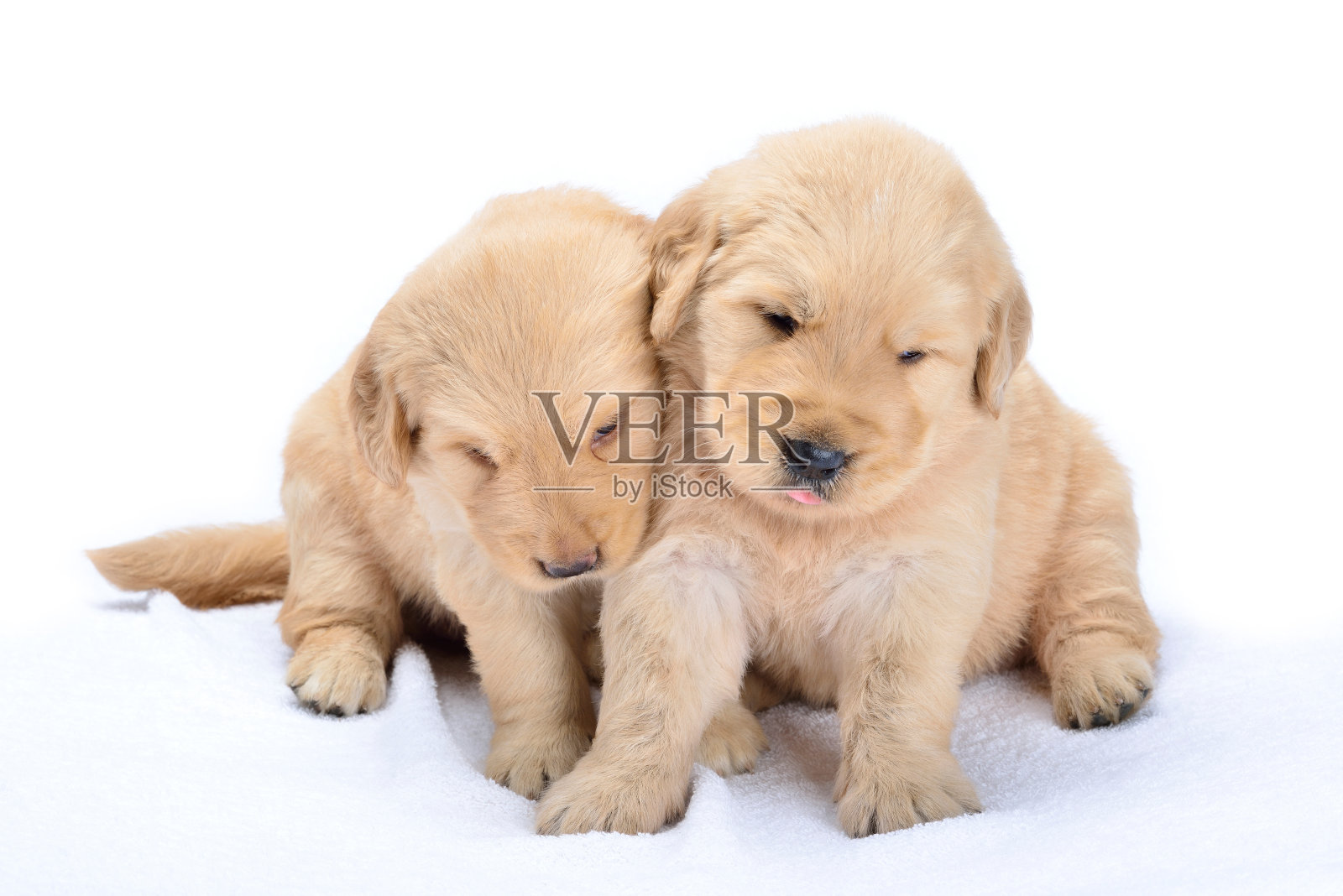 小狗照片摄影图片