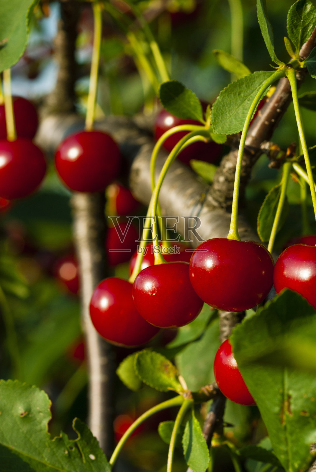 欧洲酸樱桃照片摄影图片