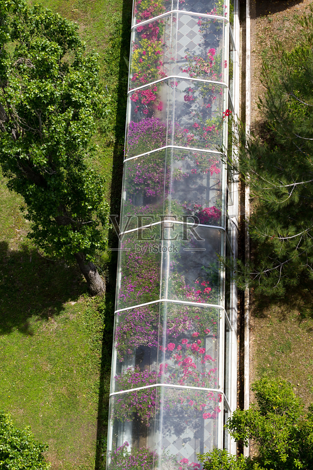 有许多植物和花卉的大温室。照片摄影图片