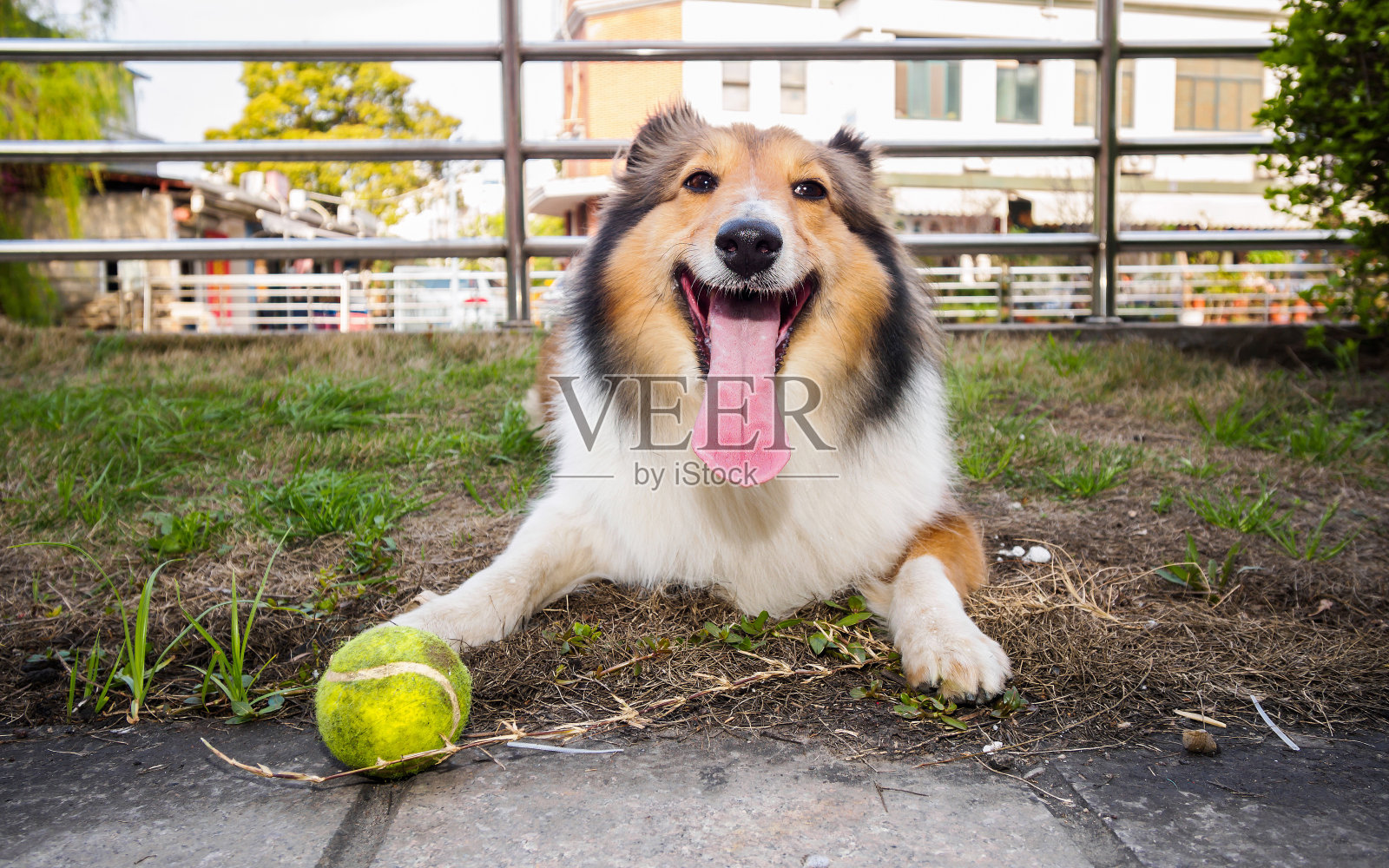 设得兰牧羊犬，柯利牧羊犬，大嘴带球照片摄影图片
