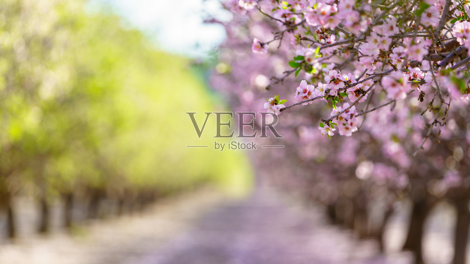 有开花果树的花园照片摄影图片