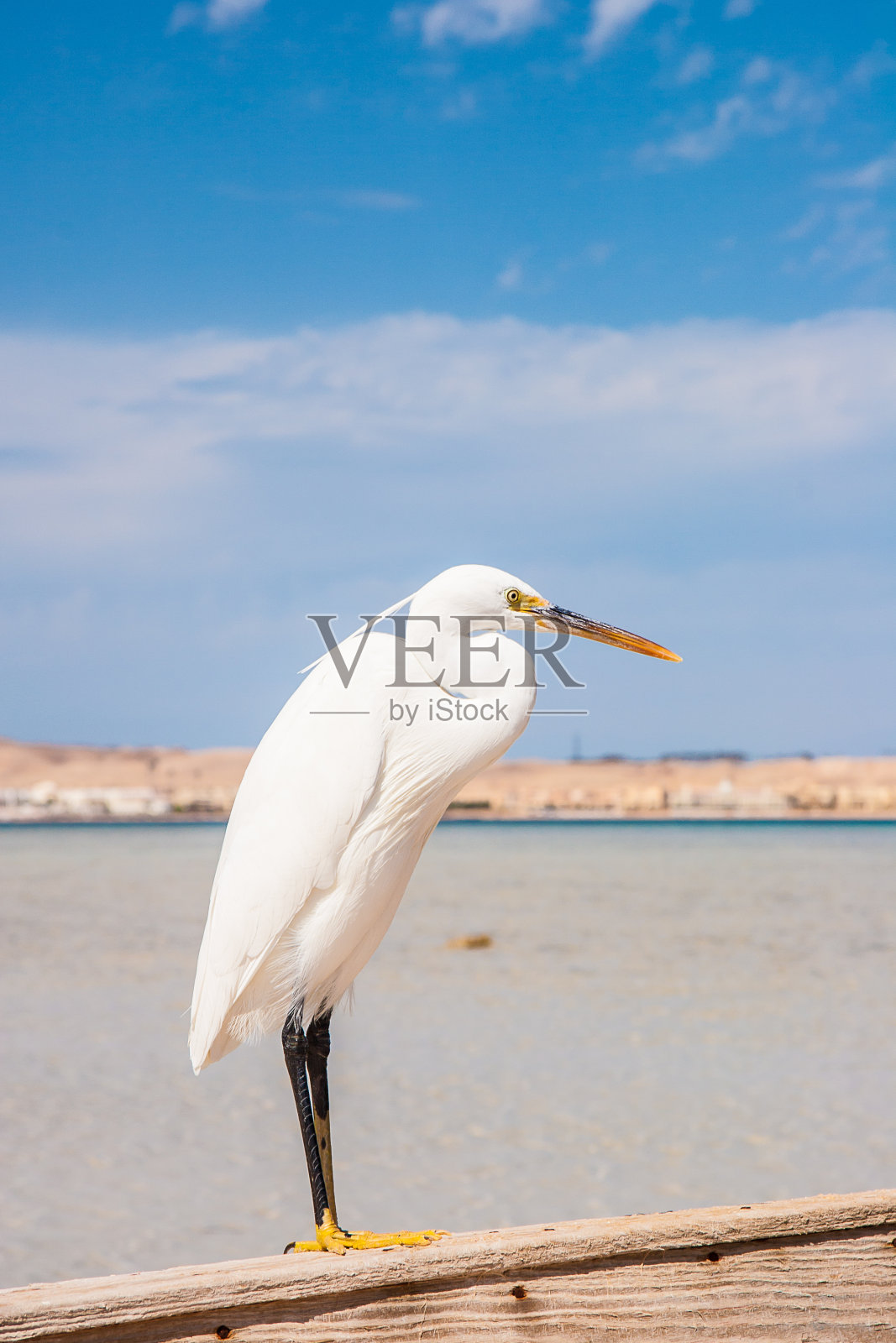 野生小白鹭(白鹭)照片摄影图片