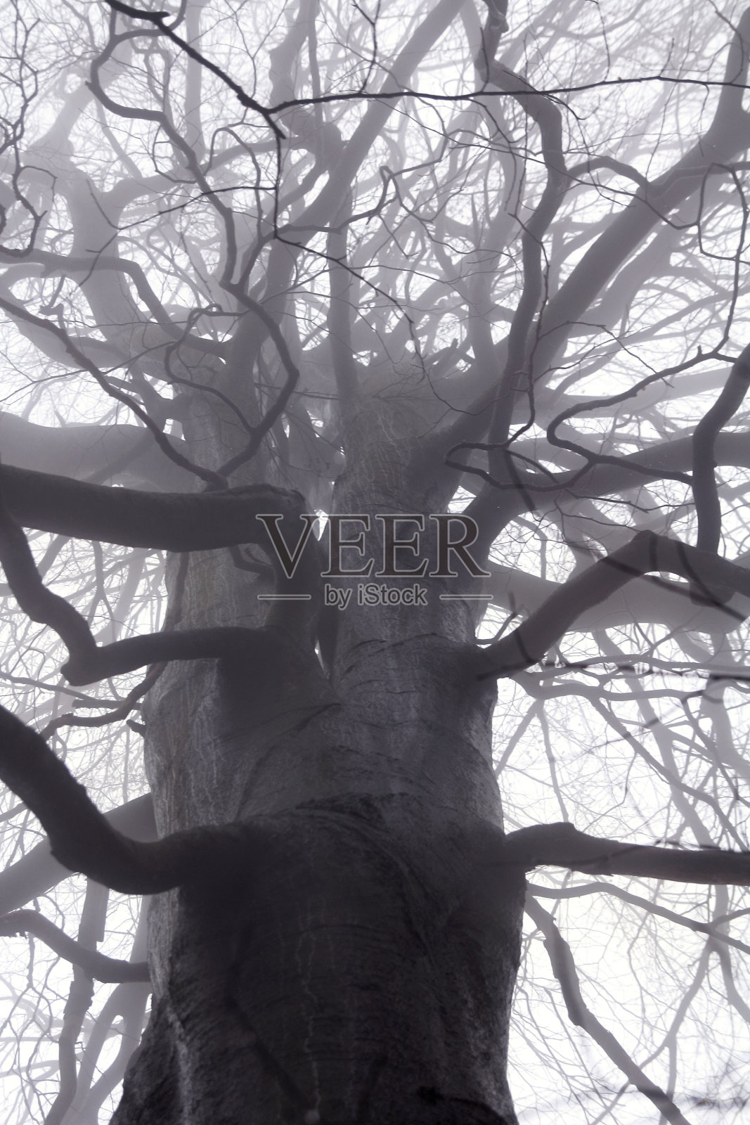 令人毛骨悚然的树枝照片摄影图片