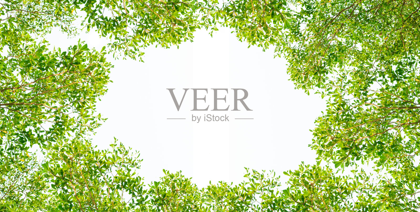 绿叶框架，裁剪路径照片摄影图片