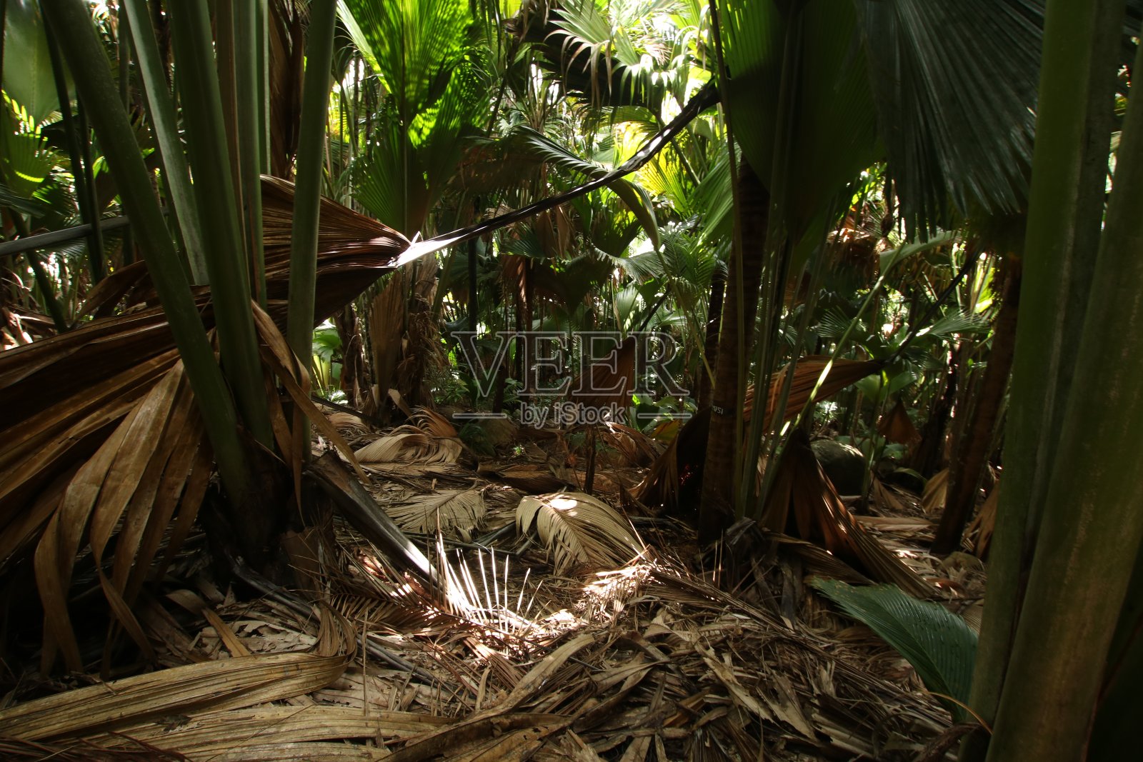 植物在Vallée de Mai自然保护区，Praslin岛，印度洋，非洲塞舌尔照片摄影图片