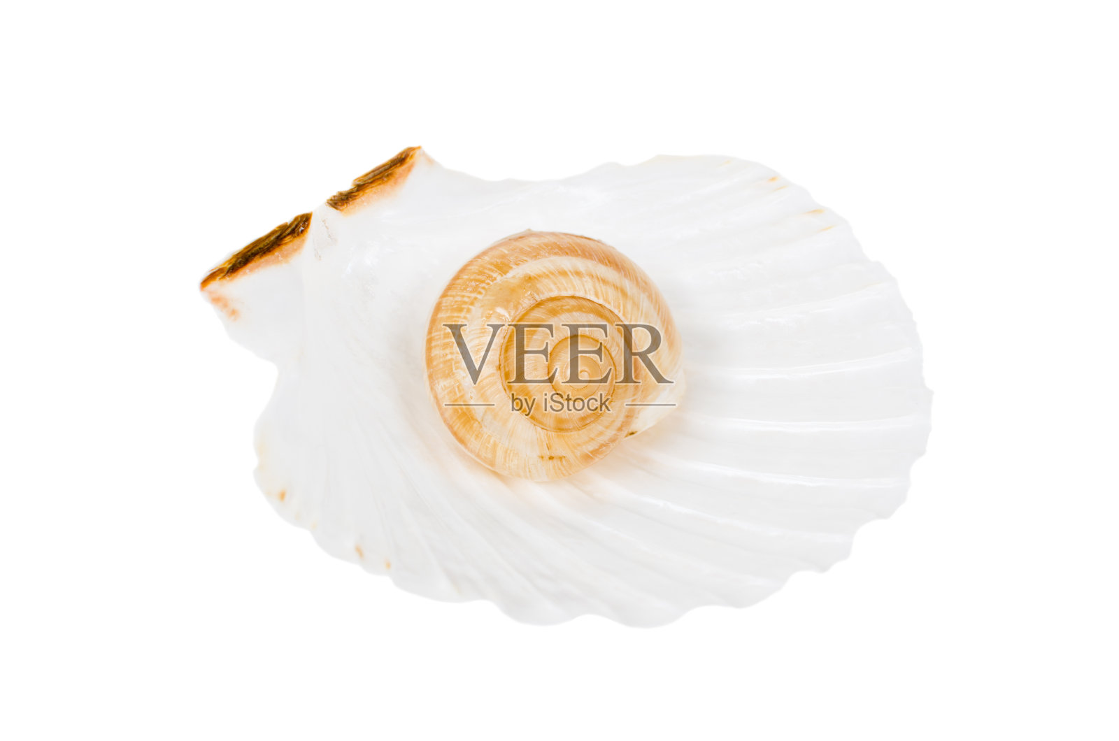 海壳中孤立的米色螺旋壳照片摄影图片