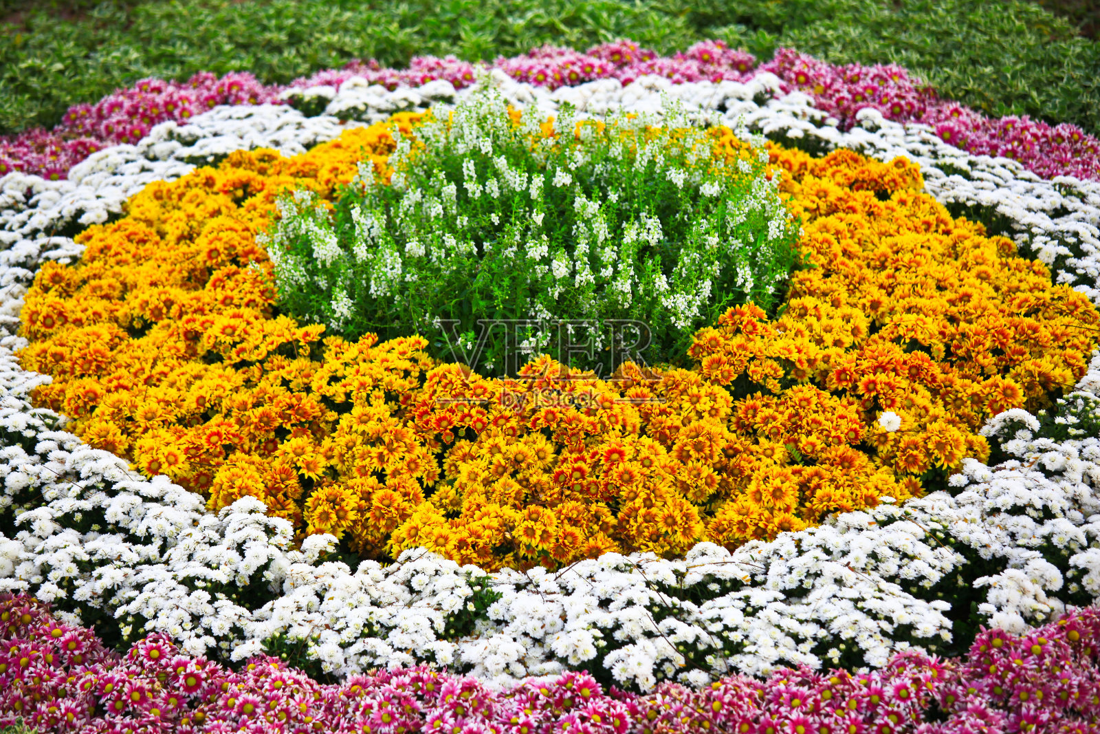 花园里五颜六色的花照片摄影图片