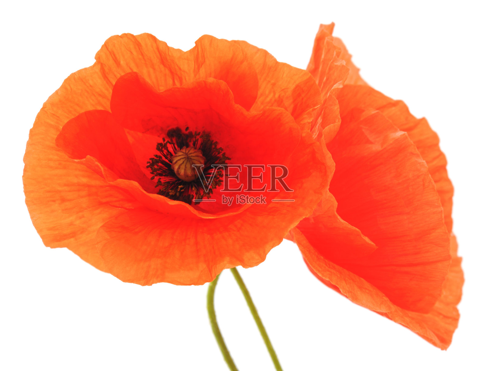 红色罂粟花。照片摄影图片