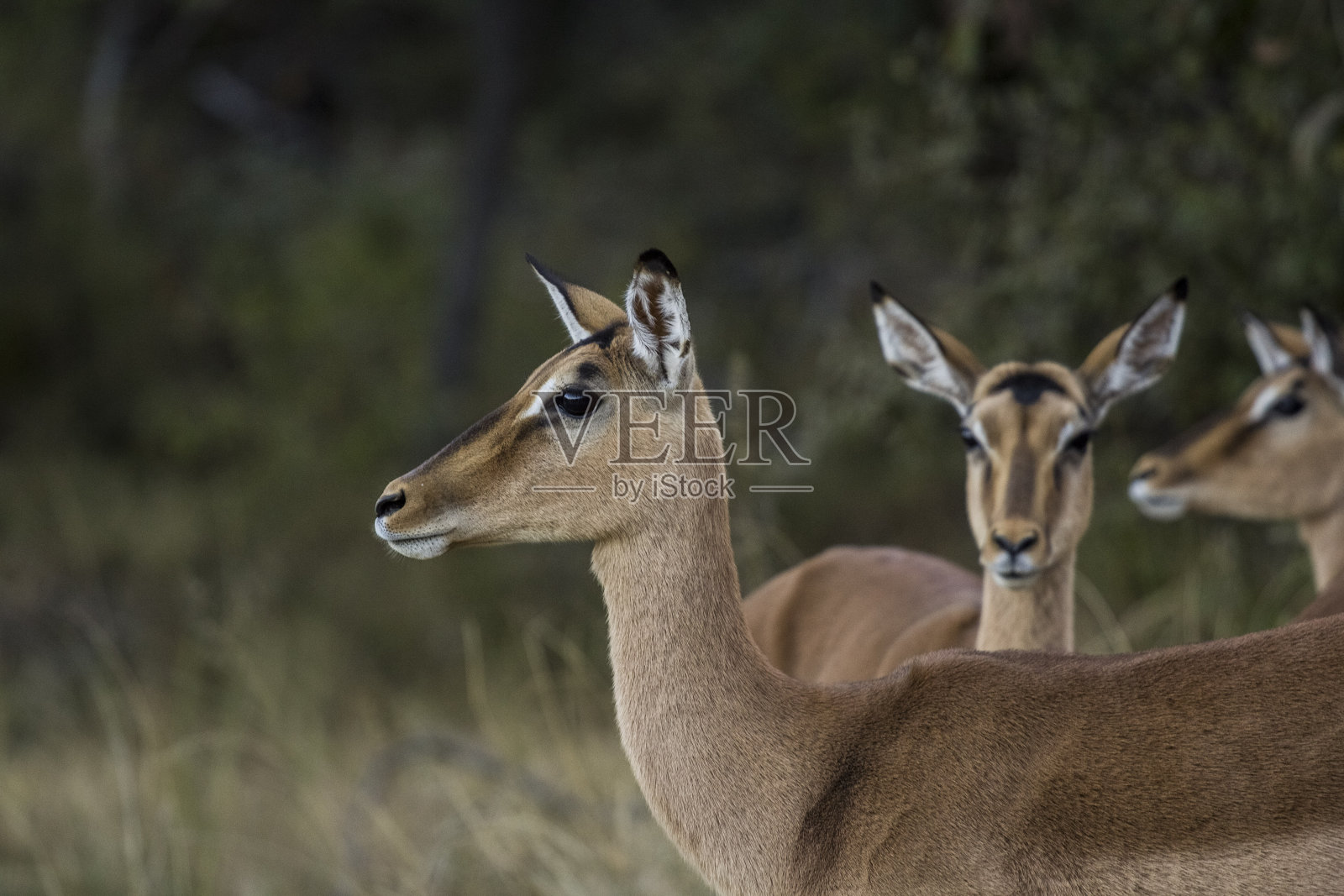 非洲羚羊照片摄影图片