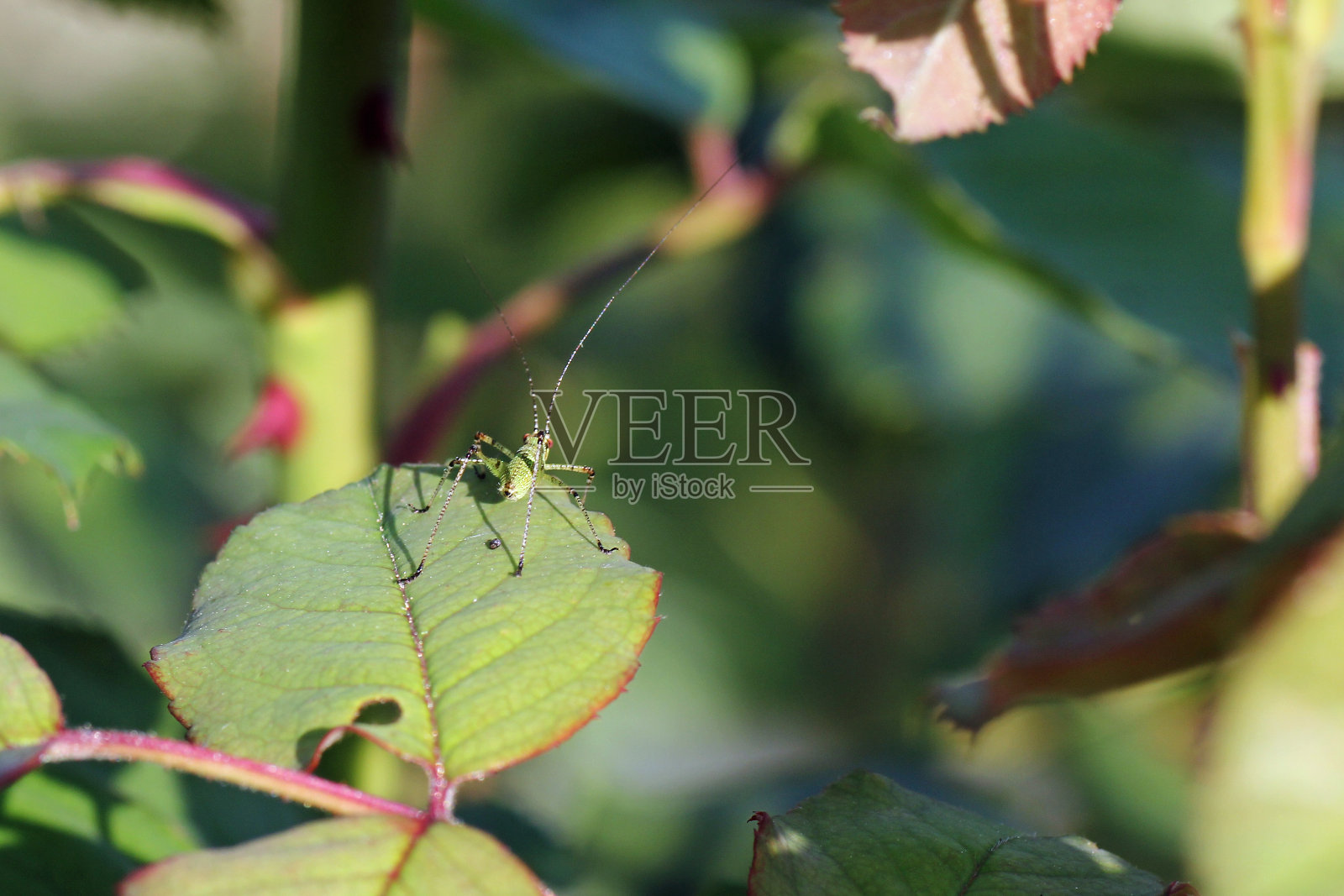 蚱蜢照片摄影图片