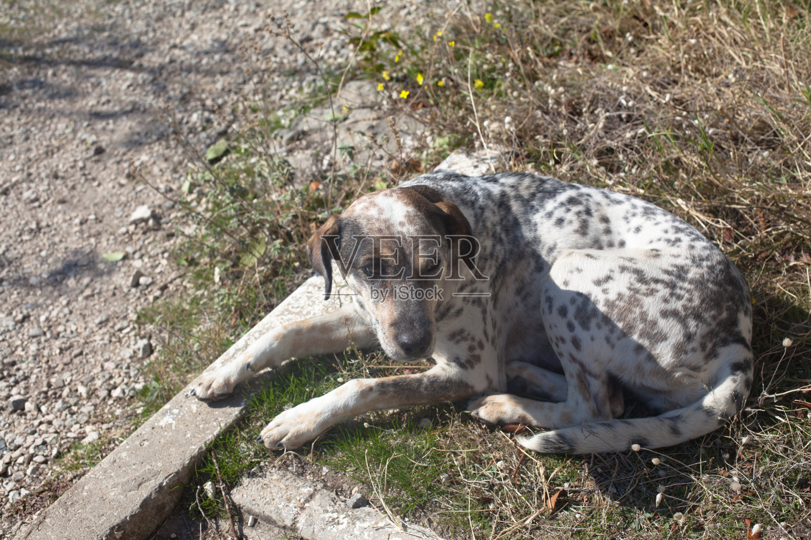 躺着的狗照片摄影图片