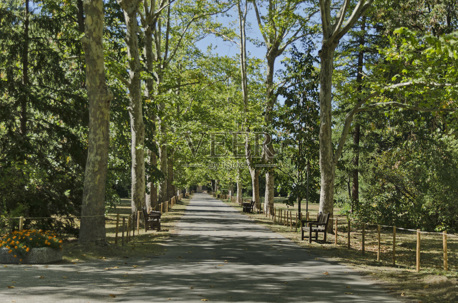 Vrana公园里有老树的小路照片摄影图片