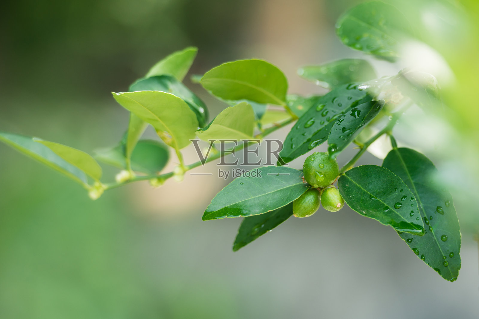 鲜绿柠檬照片摄影图片