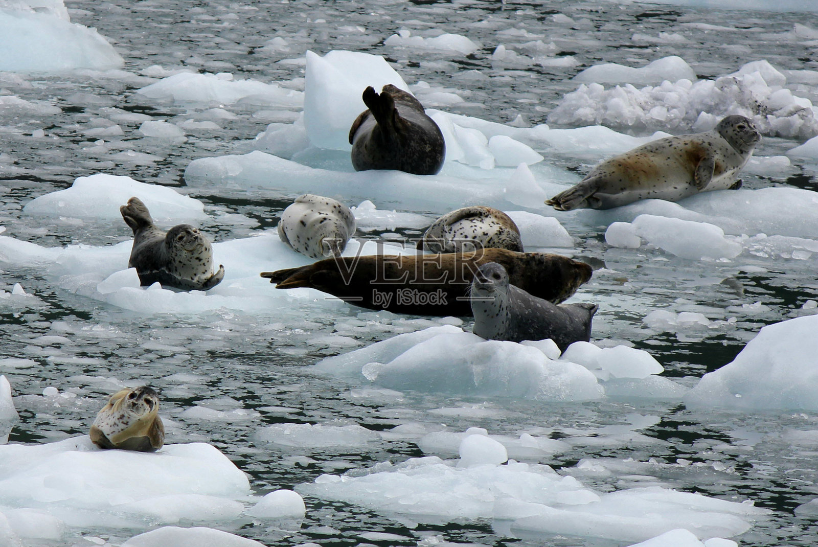 阿拉斯加海豹照片摄影图片