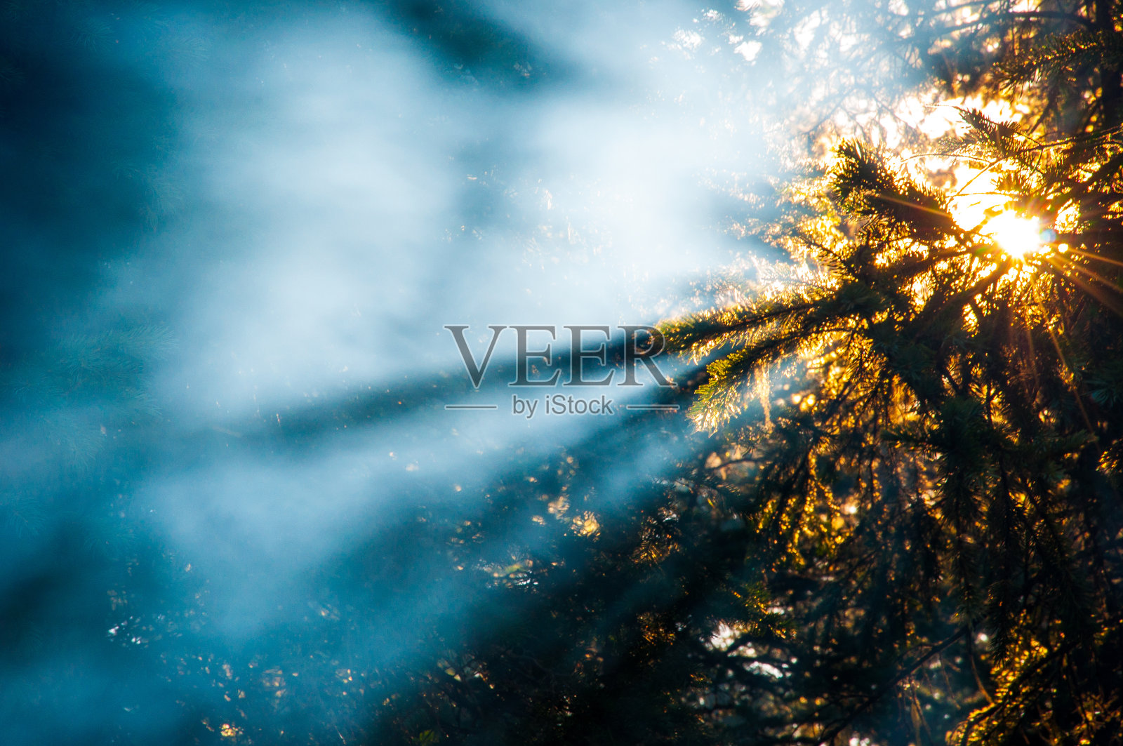 烟雾显示太阳光束茂密的森林耀斑照片摄影图片