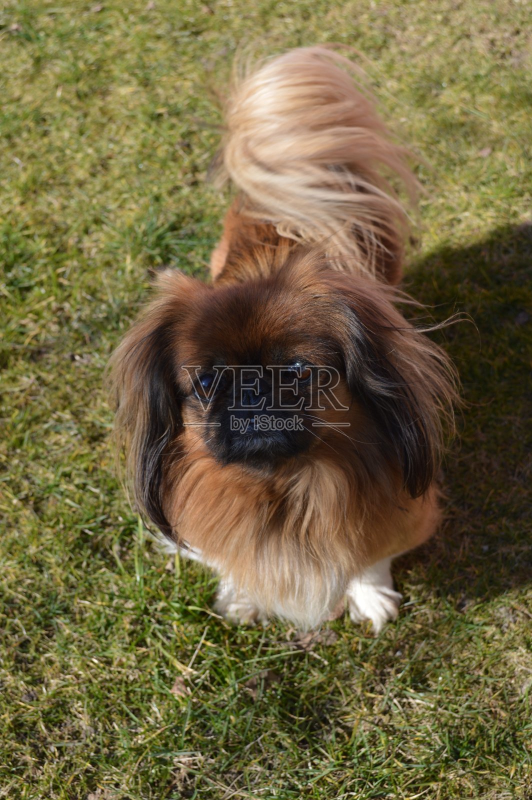 狗小狮子狗照片摄影图片