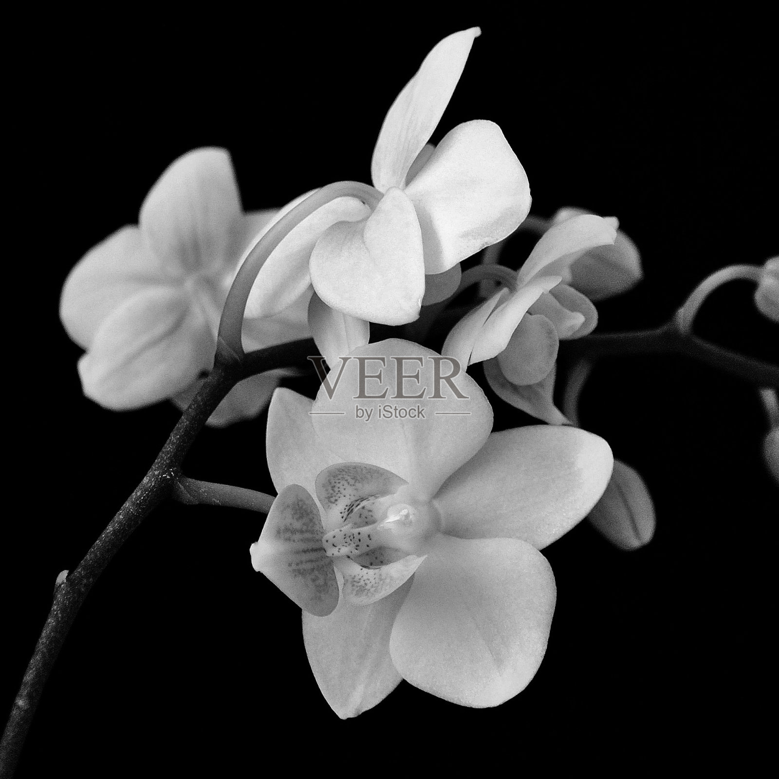 兰花优雅-黑白图像照片摄影图片