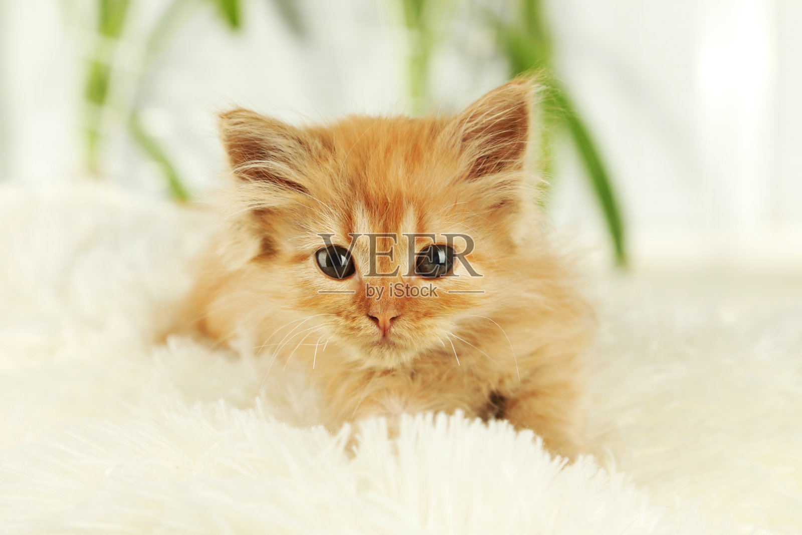 白格纹的红发小猫照片摄影图片