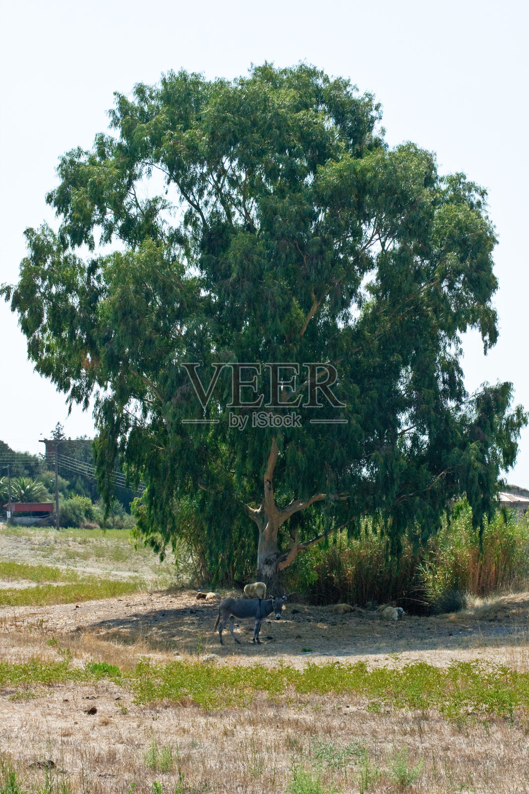 驴照片摄影图片