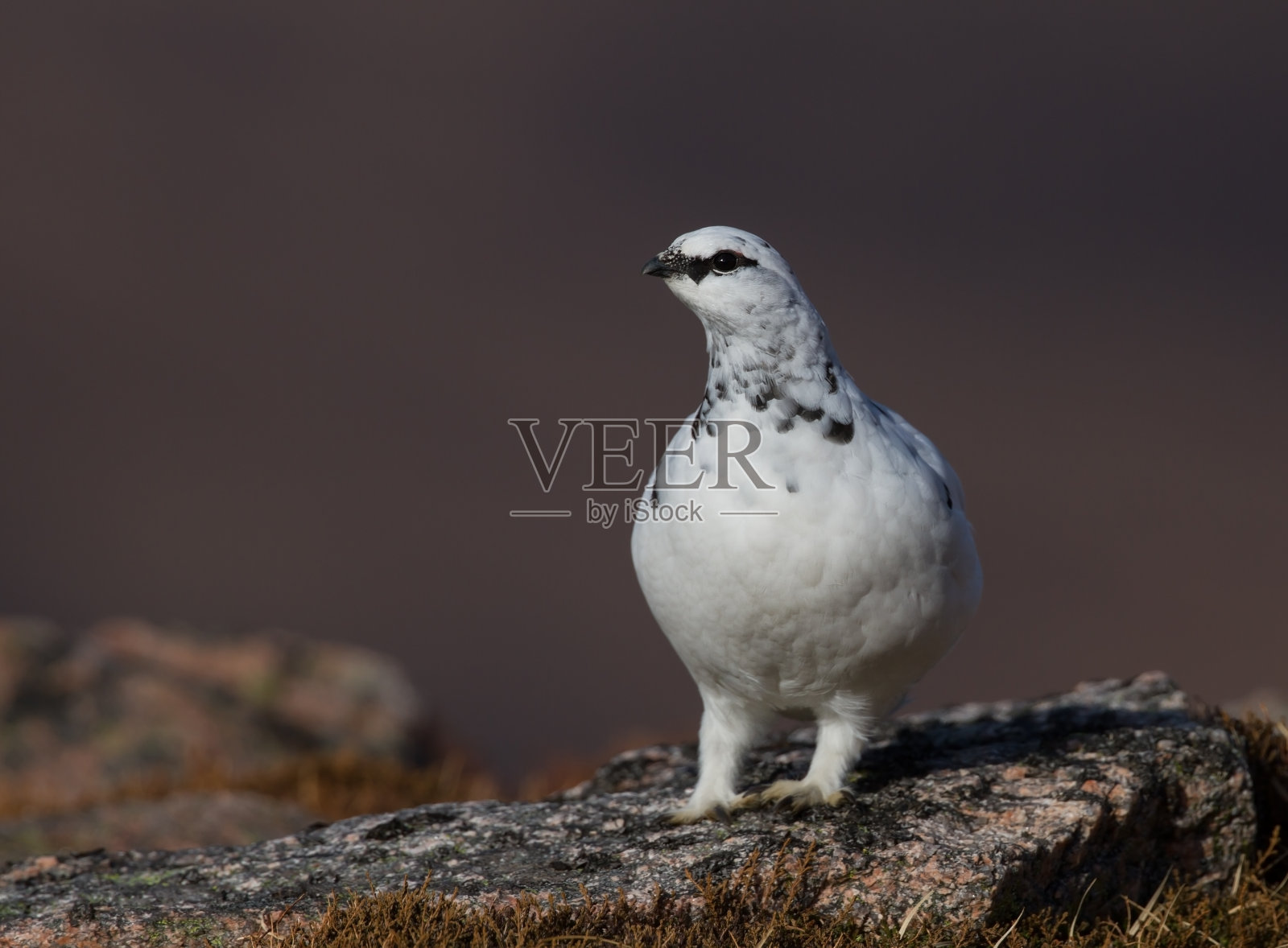岩石普塔米根 （拉戈普斯穆塔）照片摄影图片