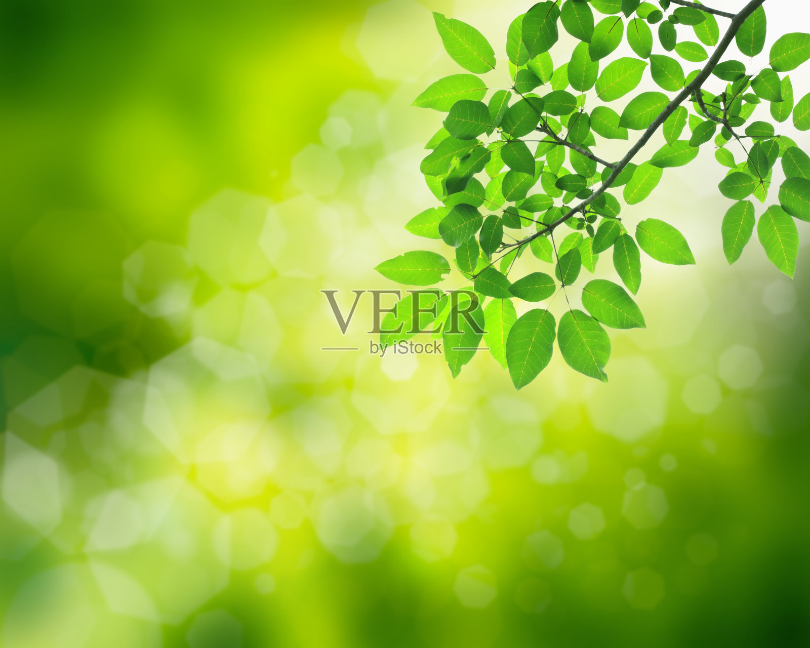 绿叶背景照片摄影图片